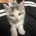 ☆子猫！生後1ヶ月半の男の子☆決まりました！