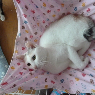 コロンと転がってナデナデを催促する子☆