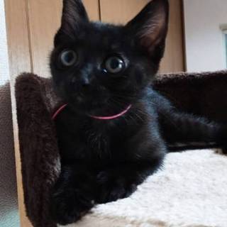 可愛い黒猫兄妹・パピコ♀️とチェリオ♂️