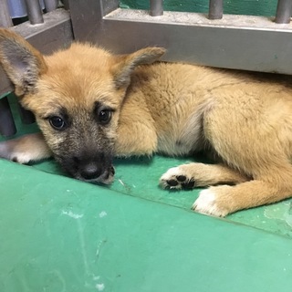 生後２ヶ月程度の野犬の子メス 118