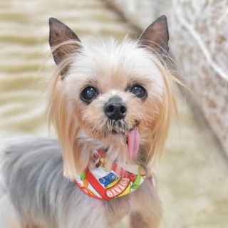 小さくて可愛いヨーキー姫花♪里親さま募集中♪