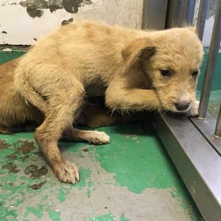 期限超過！！野犬の子 オス 119