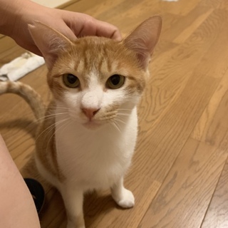 ワクチン、不妊手術済み！