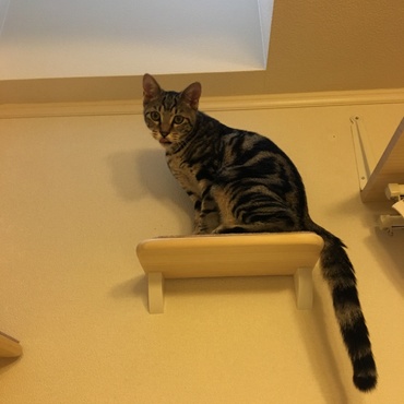 トライアル9日目。 ステップも好きみたい♡