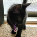 黒猫ずきさーーん  アンドレくん