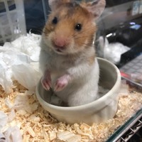 もん