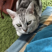 チャコ