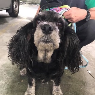 ラボちゃん@ワン'sパートナー