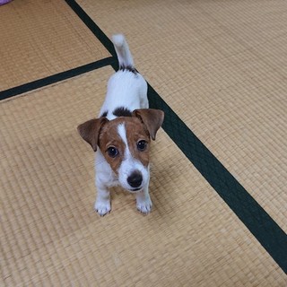 りゅう　生まれて9か月メス　血統書あり