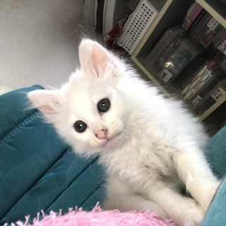 わぉ‼️天使になりました。