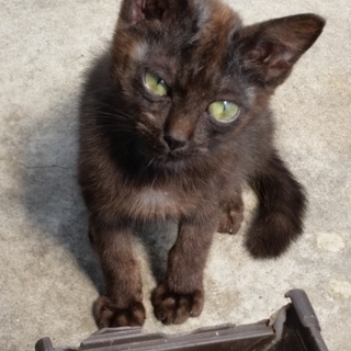 黒子猫ちゃん　家族になって下さい