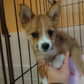 ぬいぐるみの様なクリちゃん  １ヶ月半