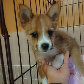 ぬいぐるみの様なクリちゃん  １ヶ月半