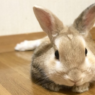 大人しい男の子