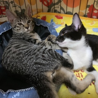 里親様が決まりました♡有難うございました！