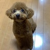 ナガツネ