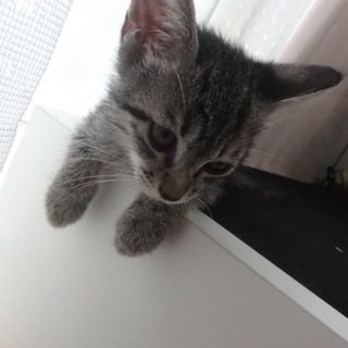 可愛い五つ子⭐️子猫＜元気で優しい茶色きじ＞