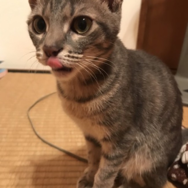 にゃーゴロのカバー写真