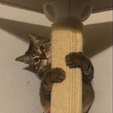 爪とぎの柱だけど遊び道具
