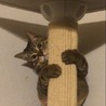 爪とぎの柱だけど遊び道具
