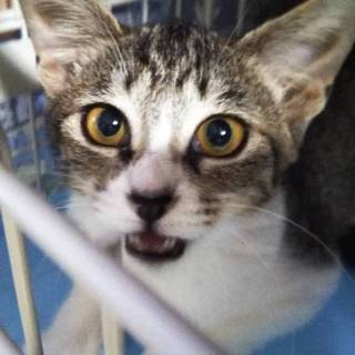 ◎鳴き声がキュート♪美猫キジ白♀　4ヶ月半◎