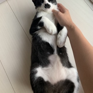 ◎超々甘えた!!腹見せ黒白男子!! 4ヶ月半◎