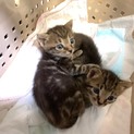 ミルク育ち♡子猫♡メスです♡450gでした♡