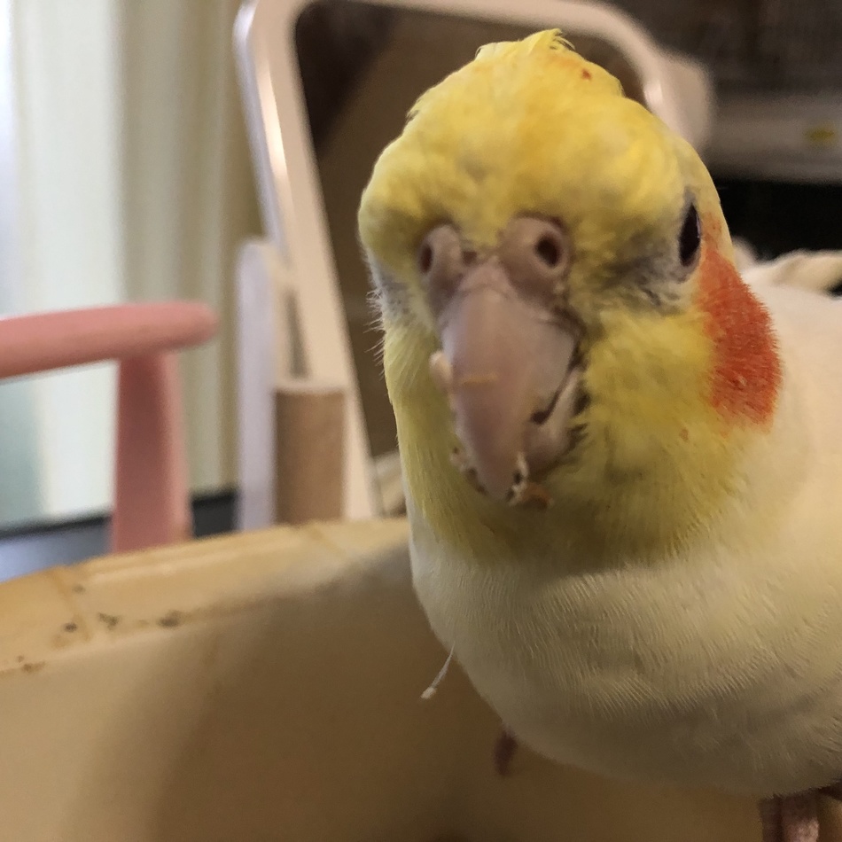 きらり／みんとのカバー写真