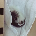 へその緒がついた子猫二匹拾いました