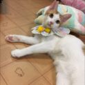甘えん坊とっても優しい茶白 みたらしくん♂