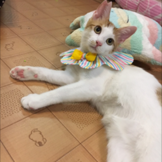 甘えん坊とっても優しい茶白 みたらしくん♂