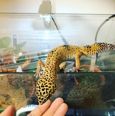 レオパのチャッピーです。