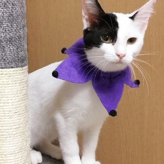 美猫に育った白黒個性的柄★ピノコちゃん