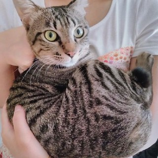 甘えん坊の元気な子猫です