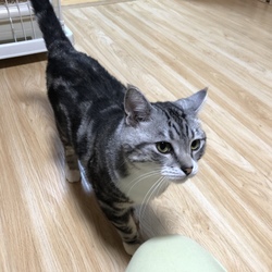 入間ショッピングプラザサイオス犬猫里親会 サムネイル2