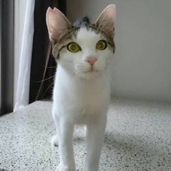 入間ショッピングプラザサイオス犬猫里親会 サムネイル3