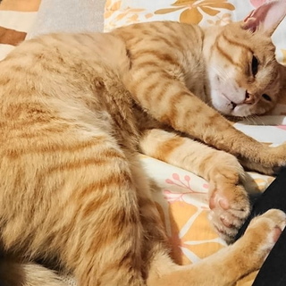 お膝大好き☆茶々丸くん