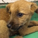 期限超過！！野犬の子 オス 120