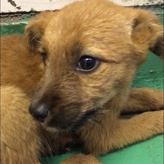 期限超過！！野犬の子 オス 120