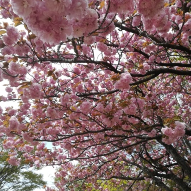 Moa のカバー写真