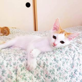 茶白の女の子　遊び好きで甘えっこ　先住猫OK
