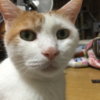 ちゃらす