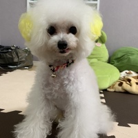 おまめ