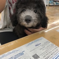 わさび
