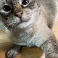 てんころ