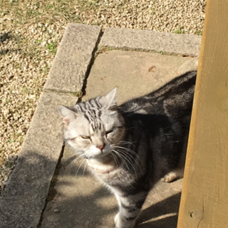 14歳のアメショです。