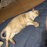 シャルム・エル・シェイク