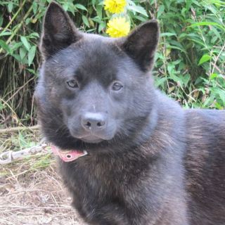 甲斐犬　6ヶ月　オス