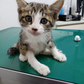 ぴお  3ヶ月 男の子 現在足が不自由です
