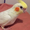 オカメインコの里親さん募集